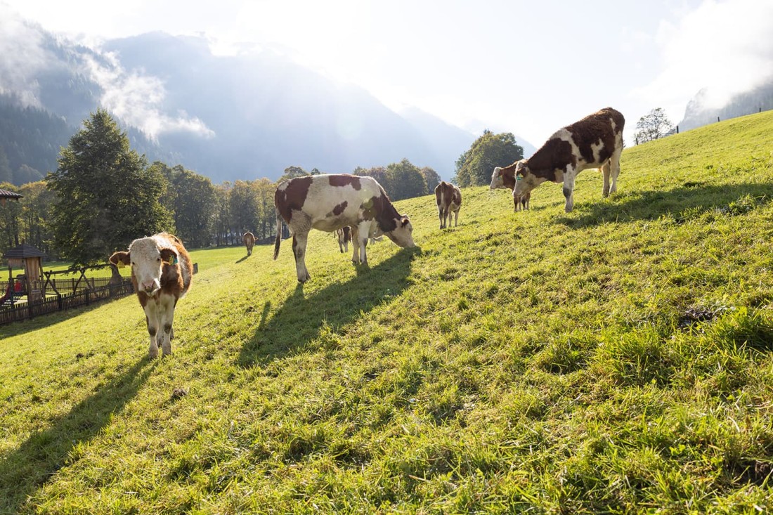 Gl&uuml;ckliche K&uuml;he auf der Weide
